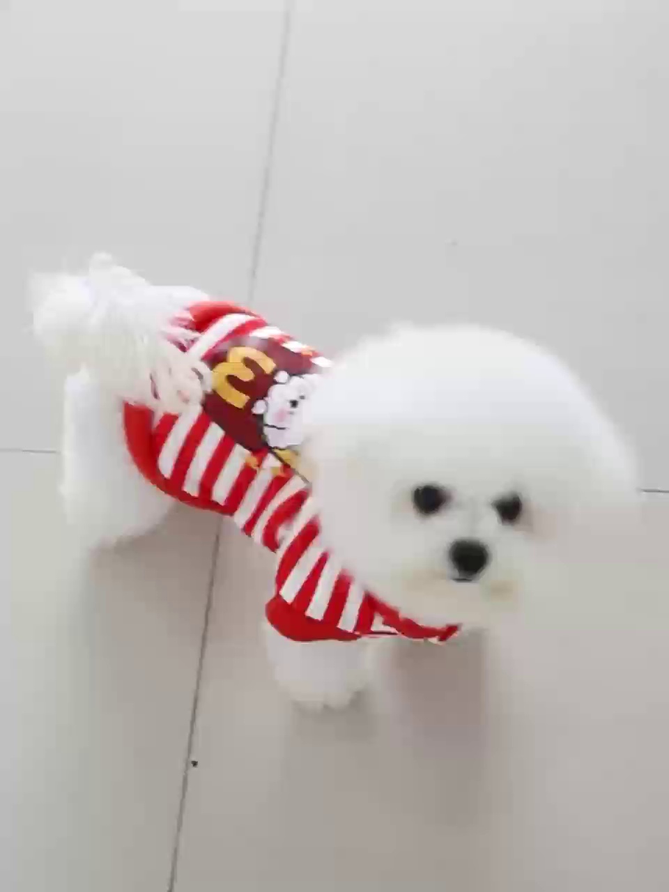 宠物服装工厂代加工的秘密 从零售视角看产业链的隐形环节